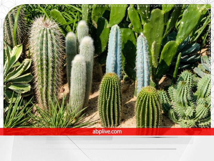 कांटेदार पौधे- वास्तु शास्त्र में घर में लगाए जाने वाले पौधों को लेकर भी खास नियम बताए गए हैं. वास्तु के मुताबिक घर या आंगन में कभी भी कांटे वाले पौधे नहीं लगाने चाहिए. कांटेदार पौध घर में आर्थिक समस्याएं उत्पन्न करते हैं. इसलिए ऐसे पौधे लगाने से बचें.