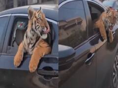 Watch Video : புலியுடன் ஒரு லாங் ட்ரைவ்..! வாகன ஓட்டிகளை அலறவிட்ட ஆசாமி - ஆவேசமான நெட்டிசன்..!