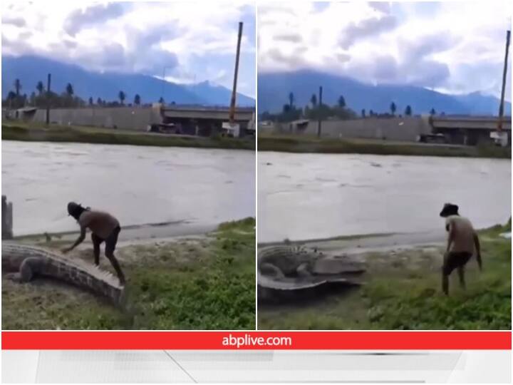 crazy man is seen caressing a crocodile video goes viral Video: मगरमच्छ को बॉडी मसाज दे रहा था शख्स, पलटते ही हलक में आई जान