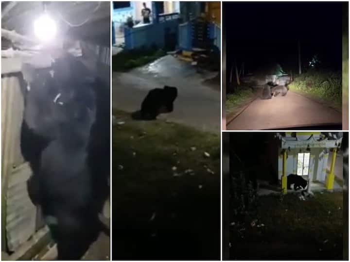 Srikakulam Vajrapukotturu Bear roaming in chinavanka village streets video viral DNN Srikakulam Bear Roaming : రాత్రిపూట వీధుల్లో ఎలుగుబంట్లు, హడలెత్తిపోతున్న గ్రామస్థులు!