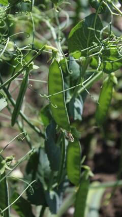 Peas Health Benefits : हिरवेगार वाटाणे खाण्याचे आहेत अनेक फायदे