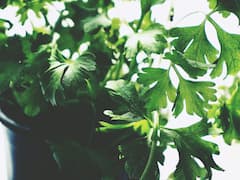 পার্সলের মধ্যে কী কী গুণ রয়েছে? কেন খাবেন এই পাতা