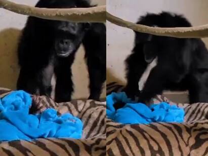 Chimp Mom Reunites With Newborn 2 Days After C-Section In Heartwarming Viral Video Watch Video: கண்கள் நீயே காற்றும் நீயே’ : பிரசவித்து 2 நாள் கழித்து குட்டியை சந்தித்த சிம்பன்சி வீடியோ... நெகிழும் நெட்டிசன்கள்!