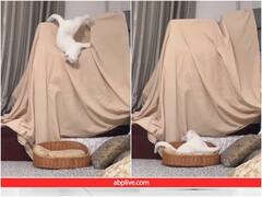 ऊंचाई से गिरने के बाद भी सोती ही रही बिल्ली, यूजर्स ने बताया आलसी