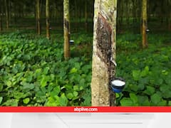 'सफेद सोना' उगलने वाला पेड़, बंजर जमीन पर भी लगा देंगे तो 40 साल तक लाखों का मुनाफा