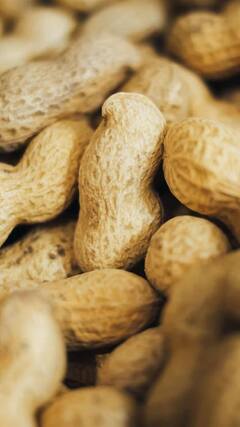 Peanust Health Benefits : टाईमपास म्हणून खाल्लेले शेंगदाणे देतात आरोग्याला अनेक फायदे