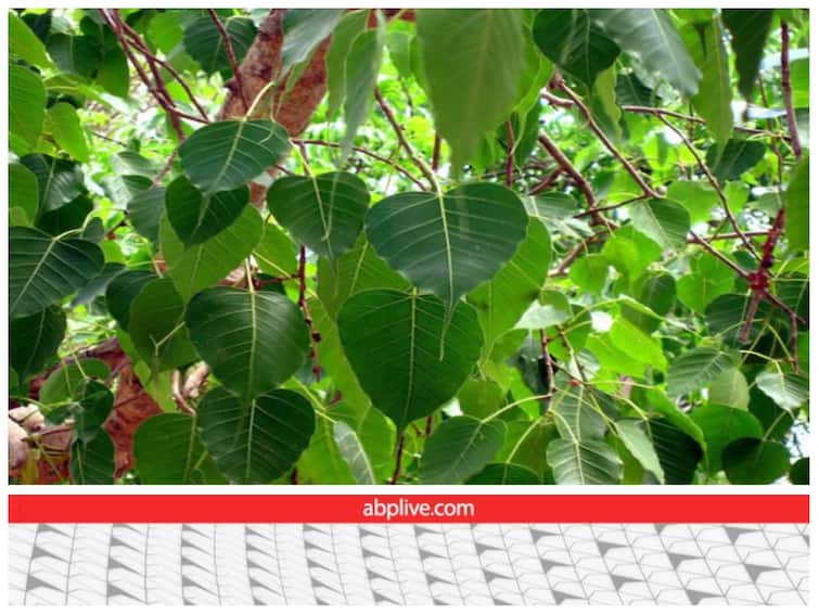 Why peepal tree sometimes grows on the wall without soil know why this happens पीपल का पेड़ बिना मिट्टी के भी दीवार पर भी उग जाता है... जानिए ऐसा क्यों होता है