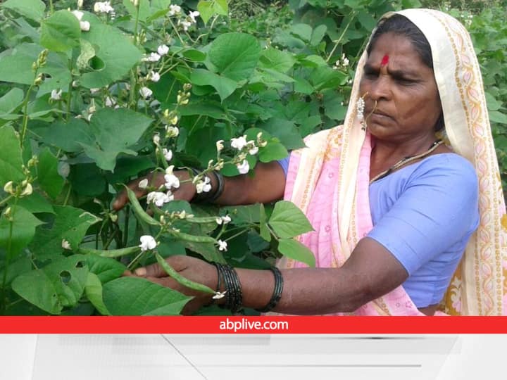 Padma Shri farmer Beej Mata RahiBai Soma Popere suffered losses in farming due to heavy rains Rain Loss: पद्मश्री सम्मानित किसान भी भारी बारिश से परेशान! कई बार लगाई सब्जी की फसल, पर हर बार नुकसान