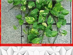 Money Plant: कभी भी मनी प्लांट लगाते समय न करें ये गलतियां, वरना फायदे की जगह हो सकता है नुकसान