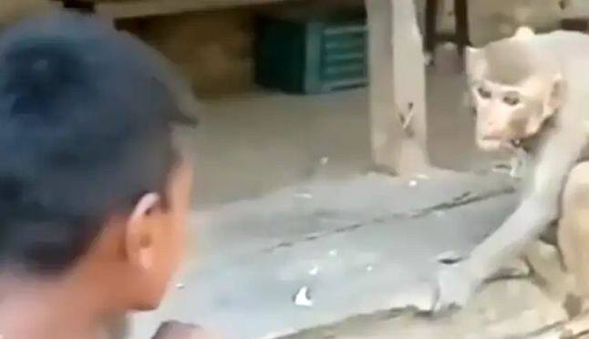 boy was teasing monkey jumped and attack on him then what happened next in viral video Viral Video: ਬਾਂਦਰ ਨੂੰ ਛੇੜ ਰਿਹਾ ਸੀ ਮੁੰਡਾ, ਬਾਂਦਰ ਨੇ ਉੱਪਰ ਮਾਰੀ ਛਾਲ, ਫਿਰ ਸਿਖਾਇਆ ਅਜਿਹਾ ਸਬਕ, ਦੇਖ ਕੇ ਤੁਸੀਂ ਵੀ ਹਾਸਾ ਨਹੀਂ ਰੋਕ ਸਕੋਗੇ