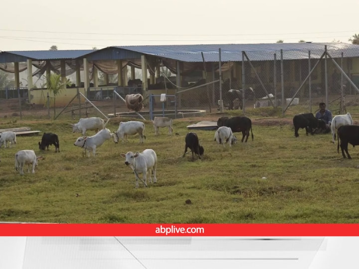 Cow Farming: विलुप्ति की कगार पर दुनिया की सबसे छोटी गाय 'पुंगनूर', इस तरह बचाने की हो रही कोशिश