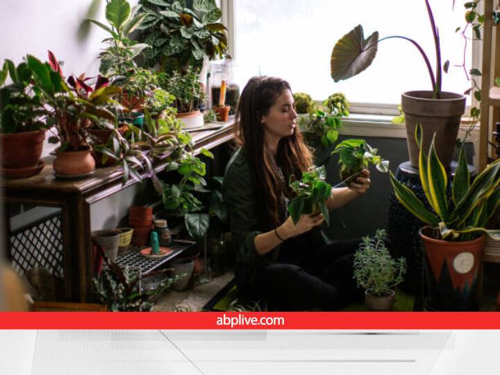 Air Purifier Plants helps to Inhale Fresh air at Home best indoor plants Indoor Plants for Home: प्रदूषण से छुटकारा पाने के लिए घर पर लगाएं 5 एयर प्यूरीफायर प्लांट्स, जानें इनकी खास बातें