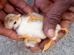 Four Legged Pullet : वजनदार अंड्यानंतर आता कोल्हापुरात चार पायाच्या कोंबडीच्या पिल्लाची चर्चा!