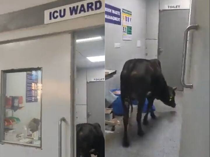 Viral Video Cow Spotted Roaming in Government Hospital ICU Madhya Pradesh - Watch Viral Video: ఐసీయూ వార్డ్‌లో ఆవు, మెడికల్ వేస్ట్ తింటున్న వీడియో వైరల్