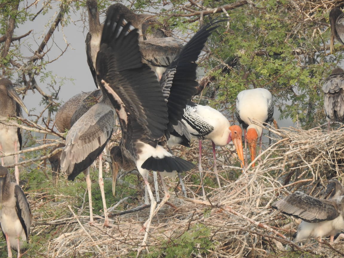 Rajasthan News: विदेशी महमानों से गुलजार हुआ Kota, यूरोप, चाइना, साइबेरिया के पक्षी बढ़ा रहे रौनक