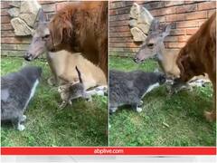 Video: हिरण, बिल्ली और कुत्ते की अनोखी दोस्ती, ऐसे दोस्त तो बहुत कम मिलते हैं