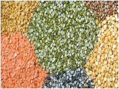 इंदौर: दालों की कीमत में लगातार हो रही गिरावट से 200 करोड़ रुपये का नुकसान, जानें क्या है वजह