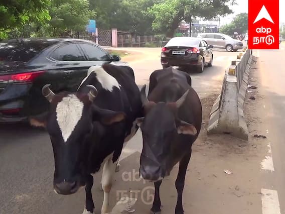 Tirunelveli BJP : மாடுகளை அவிழ்த்துவிட்ட பாஜகவினர்.. அதிரடியாக கைது செய்த காவல்துறை...