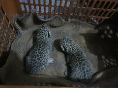 बीजापुर: इंद्रावती टाइगर रिजर्व में मिले तेंदुए के दो बच्चे, रेस्क्यू कर रायपुर वाइल्ड लाइफ को किया सुपुर्द