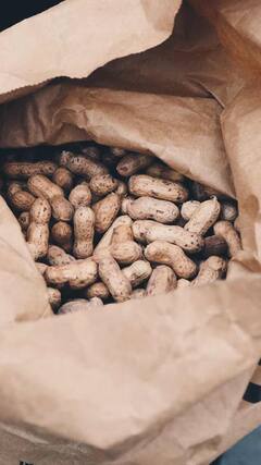 Peanust Health Benefits : टाईमपास म्हणून खाल्लेले शेंगदाणे देतात आरोग्याला अनेक फायदे