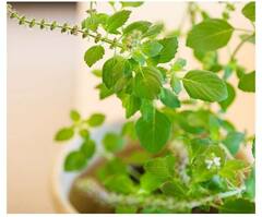 Tulsi Leaves Benefits : घरातील एक तुळस आहे अनेक रोगांवर गुणकारी; वाचा फायदे
