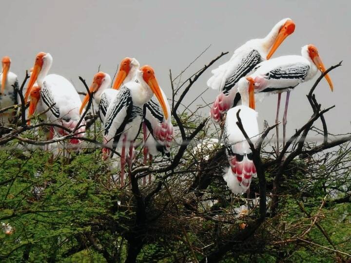 Kota division Rajasthan Foreign birds from Europe China Siberia come attracting tourists ANN Rajasthan News: विदेशी महमानों से गुलजार हुआ Kota, यूरोप, चाइना, साइबेरिया के पक्षी बढ़ा रहे रौनक