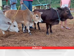 Cow Farming: विलुप्ति की कगार पर दुनिया की सबसे छोटी गाय 'पुंगनूर', इस तरह बचाने की हो रही कोशिश