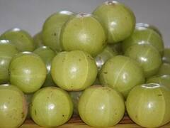 Amla: শীতের মরসুমে আমলকির রস খাওয়ার উপকারিতা কী কী, দেখে নিন একনজরে