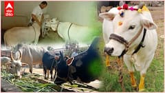 Punganoor Cows | ఐదు లక్షల వరకూ పలుకుతున్న పుంగనూరు ఆవుల ధర