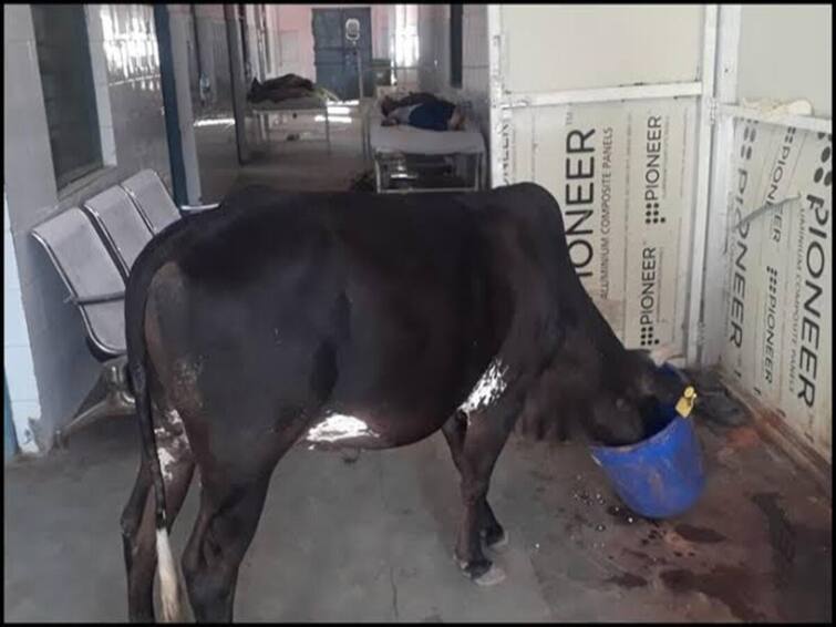 Watch Video Cow Roams Freely Inside ICU of MP Hospital Eats Medical Waste 3 Staff Members Sacked Watch Video: ஐ.சி.யூ. வார்டுக்குள் ஜாலியாக திரிந்த மாடு..! மருத்துவமனை ஊழியர்கள் அலட்சியம்..! வைரலாகும் வீடியோ..