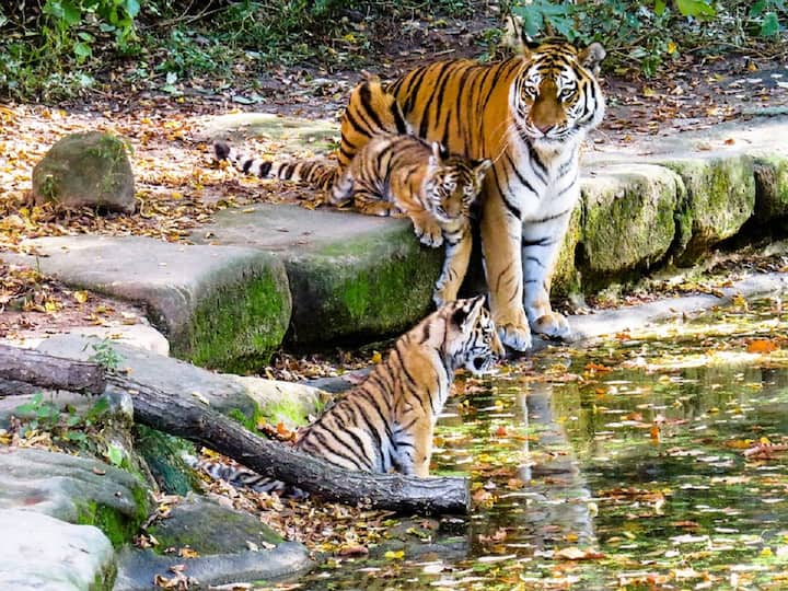 Adilabad News Tiger Wandering in Adilabad District Adilabad News: ఆదిలాబాద్‌లో ఓవైపు చలి, మరోవైపు పులి! హడలెత్తిపోతున్న జనం, భయం గుప్పిట్లో రైతులు!