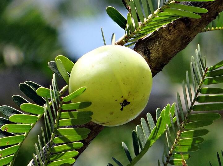 আমলকির রস কোষ্ঠকাঠিন্য ও পাইলসের সমস্যা দূর করতে পারে। এ ছাড়াও এটি পেটের গোলযোগ ও বদহজম রুখতে সাহায্য করে।