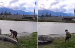 Viral Video: ਮਗਰਮੱਛ ਨੂੰ ਬਾਡੀ ਮਸਾਜ ਦੇ ਰਿਹਾ ਸੀ ਵਿਅਕਤੀ, ਜਿਵੇਂ ਹੀ ਉਹ ਪਿੱਛੇ ਮੁੜਿਆ ਤਾਂ ਮੁੱਠੀ ਵਿੱਚ ਆਈ ਜਾਨ