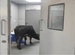 Viral Video: ਹਸਪਤਾਲ ਦੇ ICU ਵਾਰਡ 'ਚ ਇਲਾਜ ਲਈ ਪਹੁੰਚੀ ਗਾਂ! ਵਾਇਰਲ ਹੋ ਰਿਹਾ ਹੈ ਵੀਡੀਓ