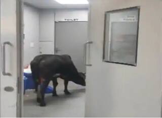 Viral Video: ਹਸਪਤਾਲ ਦੇ ICU ਵਾਰਡ 'ਚ ਇਲਾਜ ਲਈ ਪਹੁੰਚੀ ਗਾਂ! ਵਾਇਰਲ ਹੋ ਰਿਹਾ ਹੈ ਵੀਡੀਓ