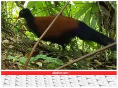 अमेरिकी वैज्ञानिकों ने 140 साल बाद खोजा दुर्लभ तीतर- जानिए उन पशु-पक्षियों और जानवारों के बारे में जो दुर्लभ हैं.