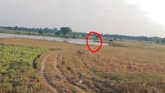 Tiger Wandering In Asifabad: పెద్దపులి భయంతో వణుకుతున్న బెజ్జూర్ మండల ప్రజలు | DNN | ABP Desam