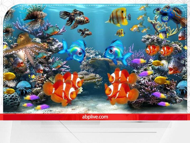 फिश एक्वेरियम घर के सदस्यों के स्वास्थ्य और आर्थिक स्थिति को भी फायदा पहुंचाता है. फेंगशुई के अनुसार फिश एक्वेरियम रखने से घर के सदस्यों के ऊपर आने वाली सारी विपत्तियां टल जाती हैं. इतना ही नहीं इसके प्रभाव से घर में धन का आगमन बना रहता है.