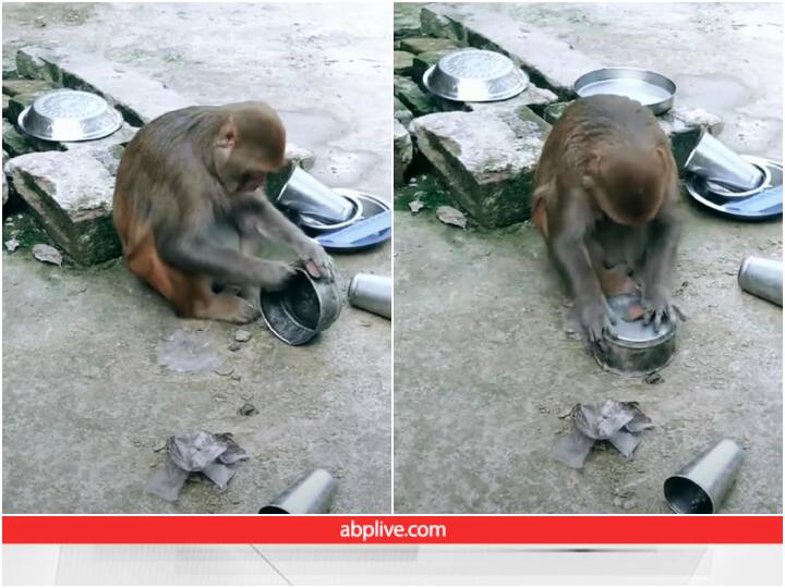 monkey washes dishes winning internet funny bandar ka viral video Video: इंसानों की तरह बर्तन मांज रहा है बंदर, पब्लिक ने चुटकी ली और बोली- शादीशुदा होगा बेचारा..!