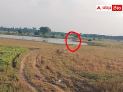 బెజ్జూర్‌ మండలంలో హడలెత్తిస్తున్న పెద్దపులి- మళ్ళీ పశువులపై దాడి!