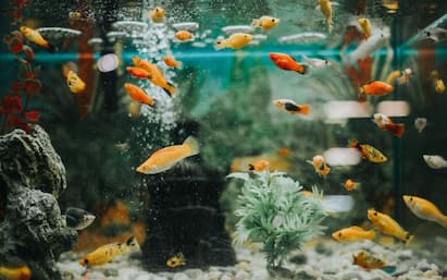 Feng Shui Aquarium Placement: ફેંગશુઈ શાસ્ત્ર અનુસાર ઘરમાં ફિશ એક્વેરિયમ રાખવાથી આવનારી સમસ્યાઓ દૂર થઈ જાય છે. ઘરમાં એક્વેરિયમ રાખવાના કેટલાક નિયમો છે અને આ નિયમોનું પાલન કરવું ખૂબ જ જરૂરી છે