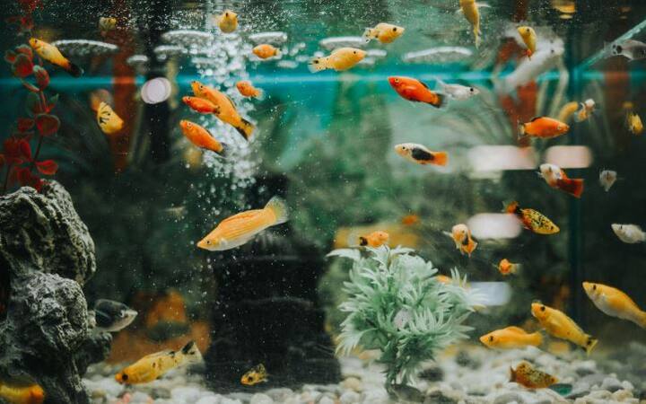 Feng Shui Aquarium Placement:  ફેંગશુઈ શાસ્ત્ર અનુસાર ઘરમાં ફિશ એક્વેરિયમ રાખવાથી આવનારી સમસ્યાઓ દૂર થઈ જાય છે. ઘરમાં એક્વેરિયમ રાખવાના કેટલાક નિયમો છે અને આ નિયમોનું પાલન કરવું ખૂબ જ જરૂરી છે