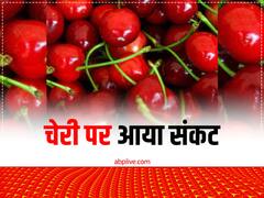 शिमला में चेरी पर कहर बनकर टूटी है फाइटोप्लाजमा नाम की बीमारी, इतने करोड़ के कारोबार पर संकट