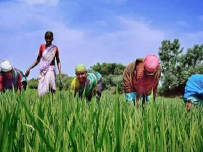 Thanjavur: Tips to eliminate bad seeds from growing crops TNN விவசாயிகளுக்கு டிப்ஸ்: நெல் வயலில் களையை போக்குங்கள் உயர் விளைச்சலை பெறுங்கள்