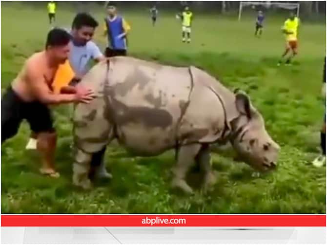 Rhinoceros Enters The Ground During Football Match Viral Video On Social Media | Viral Video: फुटबॉल पिच में घुस आया गैंडा, आगे जो हुआ वो बहुत मजेदार है Rhinoceros Enters The Ground During Football Match Viral Video On Social Media | Viral Video: फुटबॉल पिच में घुस आया गैंडा, आगे जो हुआ वो बहुत मजेदार है