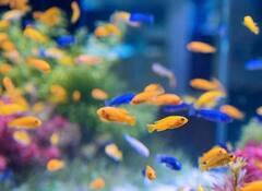 Fengshui Tips: ઘરમાં હોય ફિશ એક્વેરિયમ તો ટળી જાય છે મુસીબતો, લાવતાં પહેલાં જાણી લો આ નિયમો