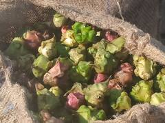 भोपाल के सिंघाड़े गुजरात-महाराष्ट्र में घोल रहे मिठास, नुकसान के बाद भी 3.5 लाख किलो पैदावार