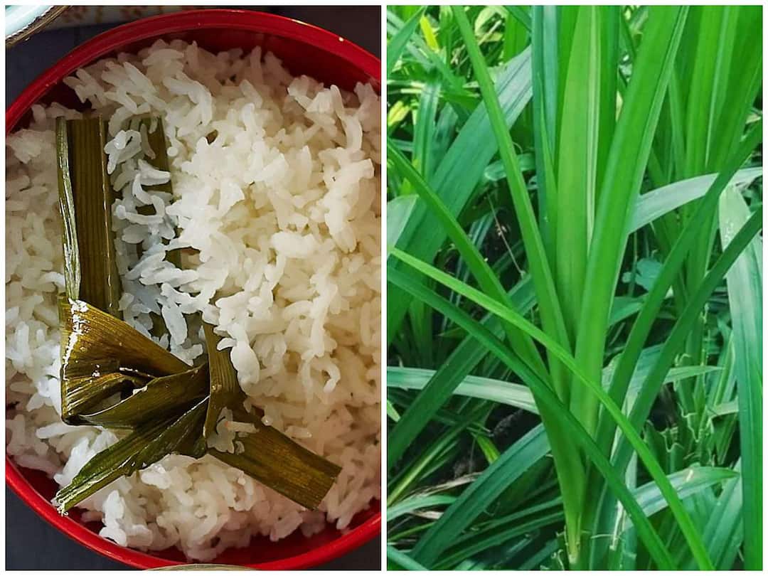 Basmati flavor to rice due to pandan leaves ఈ ఆకులను అన్నంలో కలిపి