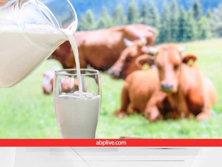 Cow's milk production capacity can be increased by adopting home remedies Cow Milk: गाय का दूध बढ़ाने के लिए कभी ये नुस्खे ट्राई किए हैं? अपनाइए मिलेगा काफी फायदा