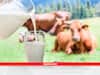 Cow Milk: गाय का दूध पीने वालों पर नहीं हो रहा दवाइयों का असर, जानें क्या है इसका कारण